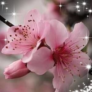 Meet your Posher, Tracey